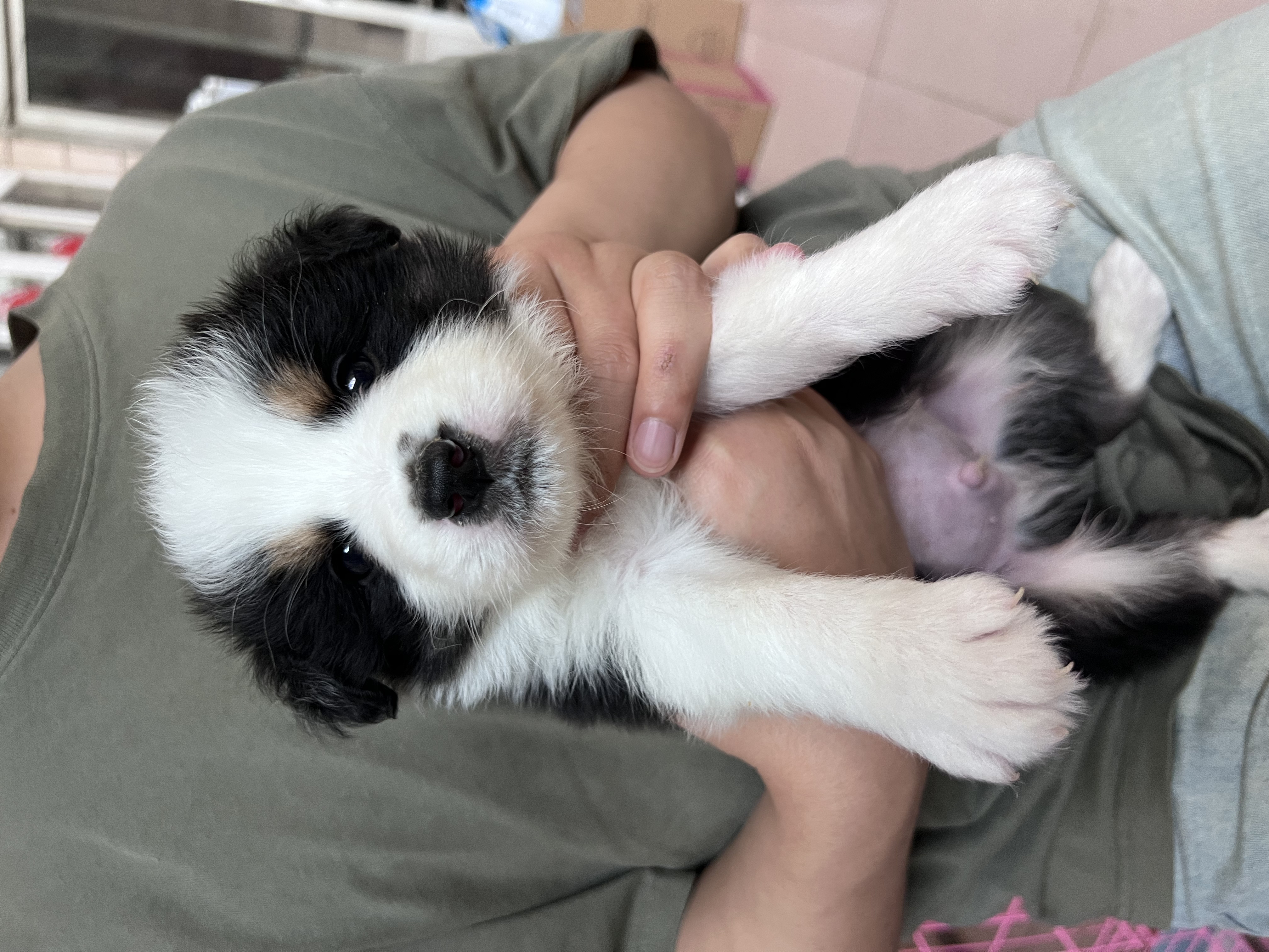 双血统三色边牧公